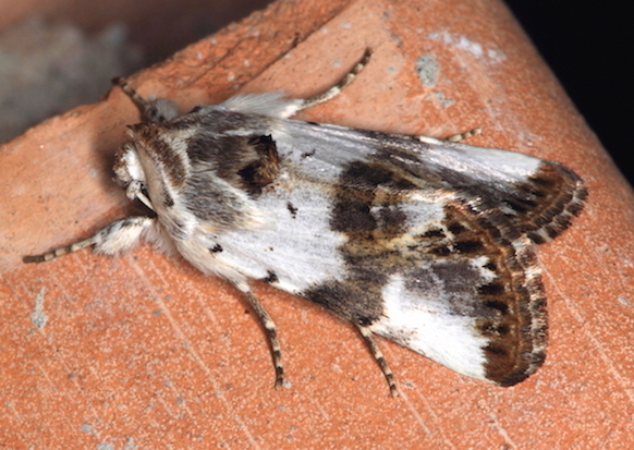 Noctuidae Oncocnemidinae - Calophasia opalina